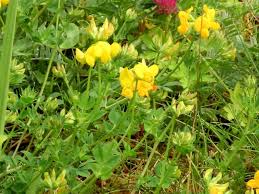 Image result for Lotus namulensis