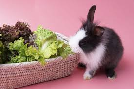 Can rabbits eat carrot leaves. Ultimate List Of The Best Veggies For Rabbits Every Bunny Welcome