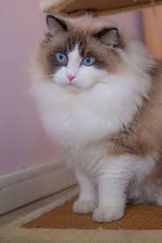 Ragdoll cats are moderate shedders. Do Ragdoll Cats Shed Cat Shedding Ragdoll Cat Cute Cats