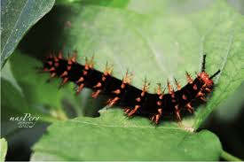 Apakah kesan sampingan pengambilan cendawan ulat / kulat beluncas cina (caterpillar fungus)? Ulat Bulu Berduri By Maspery On Deviantart