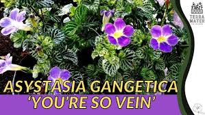 Image result for Asystasia guttata