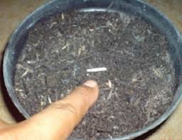 We did not find results for: Cara Menanam Bunga Kamboja Dari Biji Bibitbunga Com