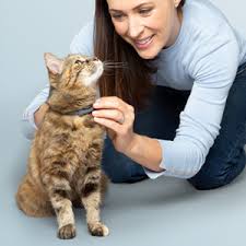 Check spelling or type a new query. Amazon Com Seresto Flea And Tick Collar For Cats 8 Month Flea And Tick Collar For Cats Pet Flea And Tick Collars Pet Supplies