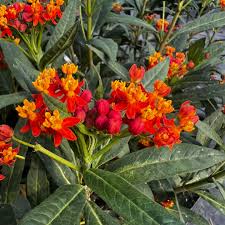 Image result for Asclepias foliosa