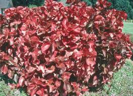 Image result for Acalypha paucifolia