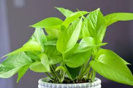 The physical difference between neon and cardinal tetras is that the lower red stripe on the cardinal tetra extends across the full length on their body, whereas with the neon tetra it stops about halfway. Neon Pothos Plant Epipremnum Aureum The Contented Plant