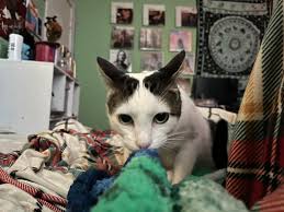 Purrlot relaxing in the lounge between flights.