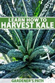How To Harvest Kale Gardener S Path Harvesting Kale Easy Vegetables To Grow Vegetable Garden Tips