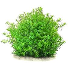 Image result for Rotala filiformis
