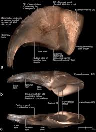 To optimize your cat's nail health, invest in a cat scratching post or cat activity tree. The Structure Of The Cornified Claw Sheath In The Domesticated Cat Felis Catus Implications For The Claw Shedding Mechanism And The Evolution Of Cornified Digital End Organs Homberger 2009 Journal