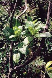 Image result for Loganiaceae