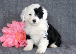 Sheepadoodle litter of puppies for sale near ohio, fredericksbg, usa. Sheepadoodle Mini Puppies For Sale Puppy Adoption Keystone Puppies