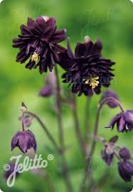 aquilegia_vulgaris_black_barlow.jpg