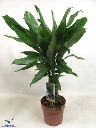 Image result for Carex steudneri