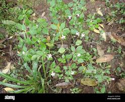 Image result for Impatiens hochstetteri