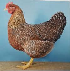 Bielefelder kennhühner sind, wie der schon name verrät, kennfarbig. Bielefelder Kennhuhner Gzv Eilendorf Rassegeflugelzuchtverein Seit 1907