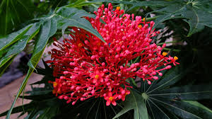 Image result for Jatropha multifida