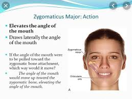 How many muscles does it take to speak?