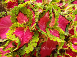 Image result for Coleus hereroensis