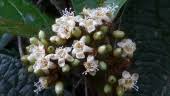 Image result for Cordia mukuensis