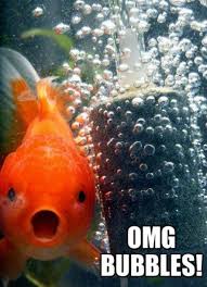 Goldfish Meme Funny Cute Funny Pictures Bones Funny
