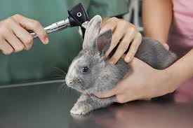 When scared, it is quite normal for rabbits to start shaking. Inflammation Of The Middle And Inner Ear In Rabbits Symptoms Causes Diagnosis Treatment Recovery Management Cost