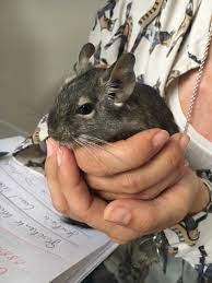 110 Degus Ideas Degus Degu Animals