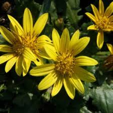 Image result for Haplocarpha scaposa