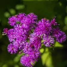 Image result for Vernonia ugandensis