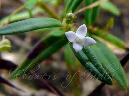 Image result for Oldenlandia