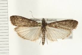 Image result for Pyla fusca