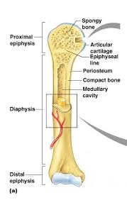 Compact bone, also called cortical bone, is the hard, stiff, smooth, thin, white bone tissue that surrounds all bones in the human body. Print Exercise 9 Overview Of The Skeleton Classification And Structure Of Bones And Ca Structure Of Bone Human Anatomy And Physiology Skeletal System Anatomy