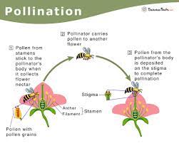 Octopart is the preferred search engine for electronic parts. Pollination Definition Types And Process
