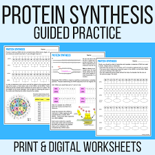 What is the difference between a codon and an anticodon? Protein Synthesis Worksheet With Answer Key Laney Lee