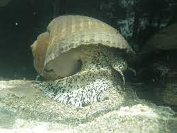 Maybe you would like to learn more about one of these? Gastropods Blog About Gastropods Page 4