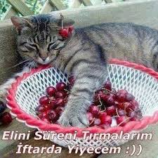 Kedi Replikleri 3 Panosundaki Pin