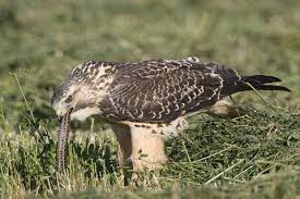 A Swainson S Hawk Swallows Whole A Huge Snake A Favorite Food Item In Regions Where The Reptiles Are Abundant Elsewhere The Raptors Ground Squirrel Wildlife