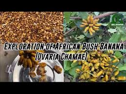 Image result for Uvaria tanzaniae