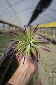 Image result for Bonamia velutina