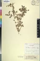 Image result for Trianthema parvifolia