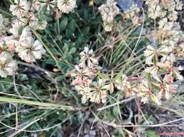 Image result for Cycnium jamesii