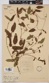 Image result for Indigastrum parviflorum