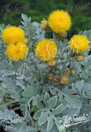 Image result for Cineraria