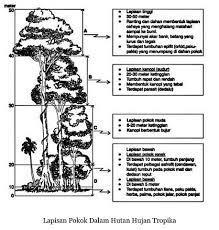 Menyerap udara semasa air pasang 4. Jenis Jenis Hutan Top Hill Outdoor Recreation Club Thor Facebook