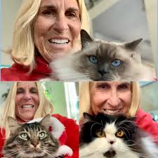 Any tips for cat recovery after spay surgery?