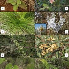 Image result for Hyparrhenia anemopaegma