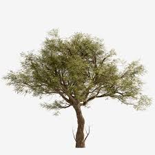 Image result for Acacia tortilis