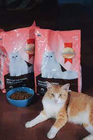 Kucing persia, kucing anggora, kucing maine coon sama halnya dengan manusia, kucing ini juga memerlukan makanan dengan kandungan nutrisi. Makanan Kucing Terbaik Jadi Pilihan Si Bulusku Zaza Iman Lifestyle Blogger