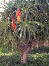Image result for Aloe komatiensis