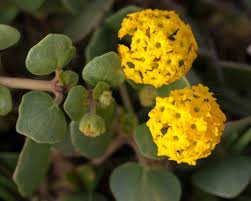 Image result for Nyctaginaceae